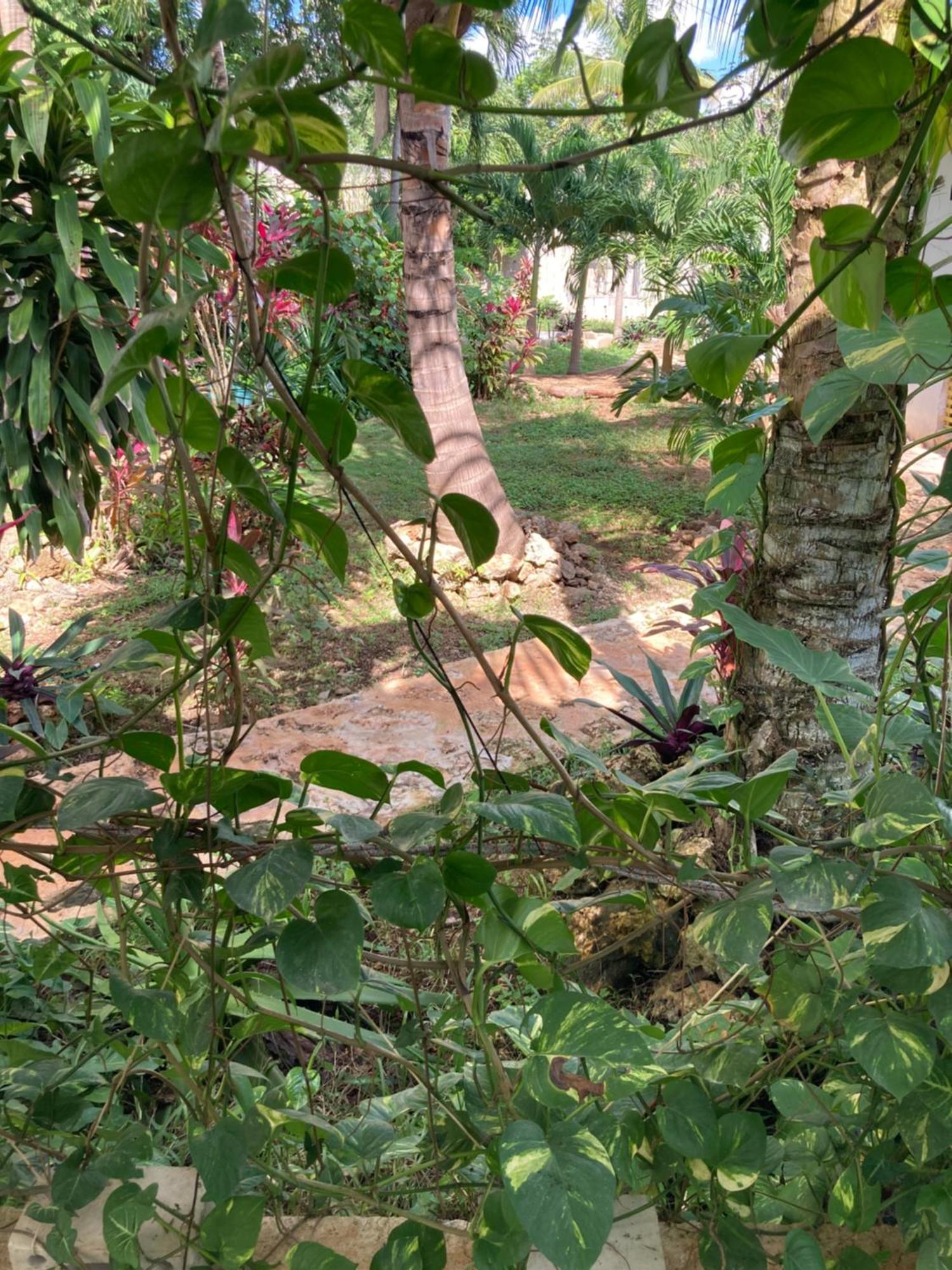 Green Paradise Leona Vicario Exterior photo